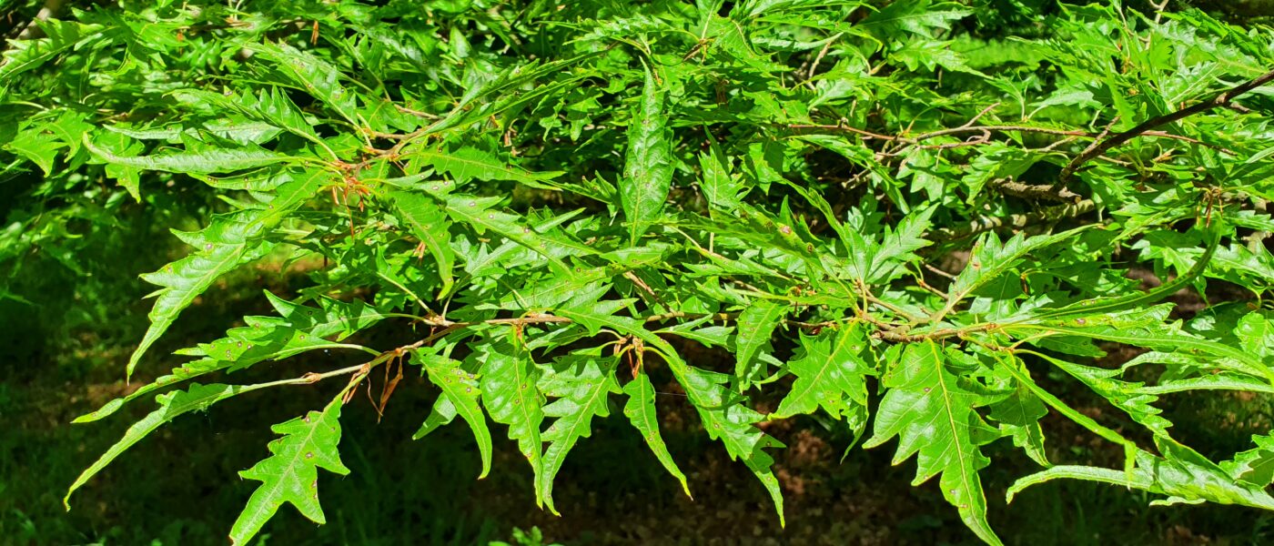 Fagus sylvatica ‘Asplenifolia’, znana tudi kot praprotnolistna bukev