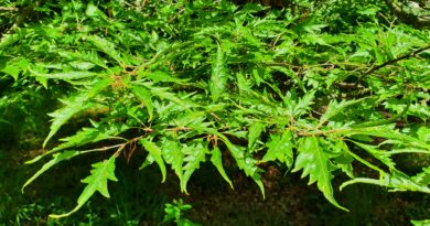 Fagus sylvatica ‘Asplenifolia’, znana tudi kot praprotnolistna bukev