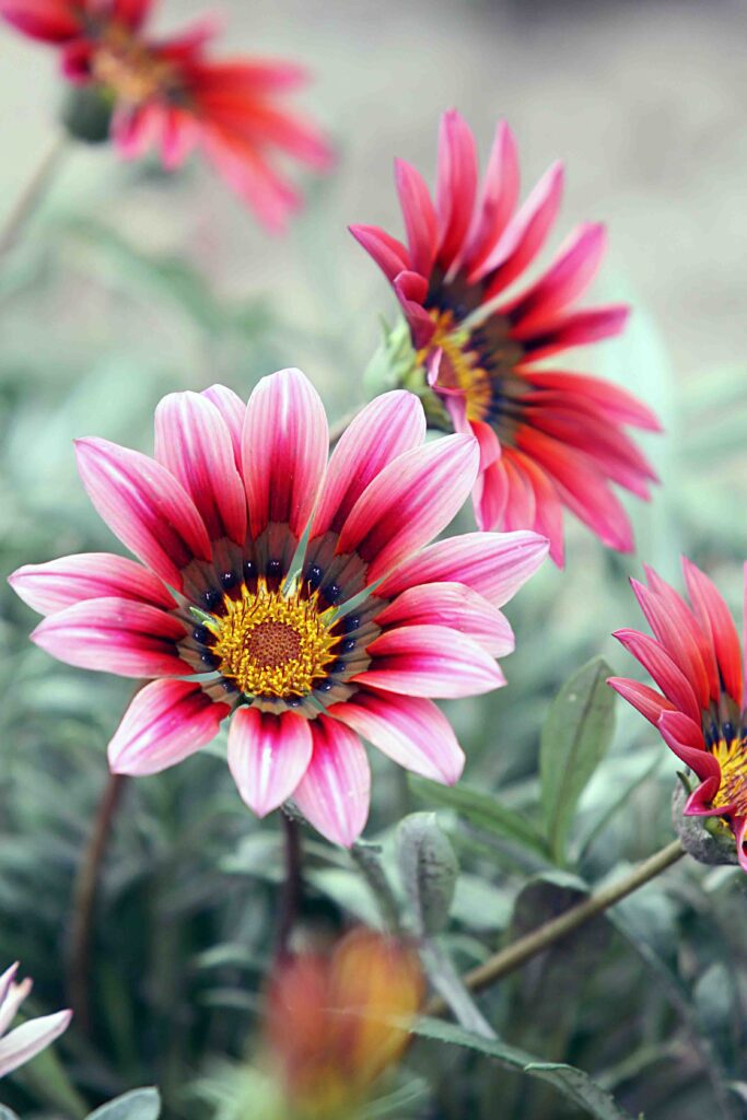 Gazanija z vijoličnimi cvetovi in temno sredico