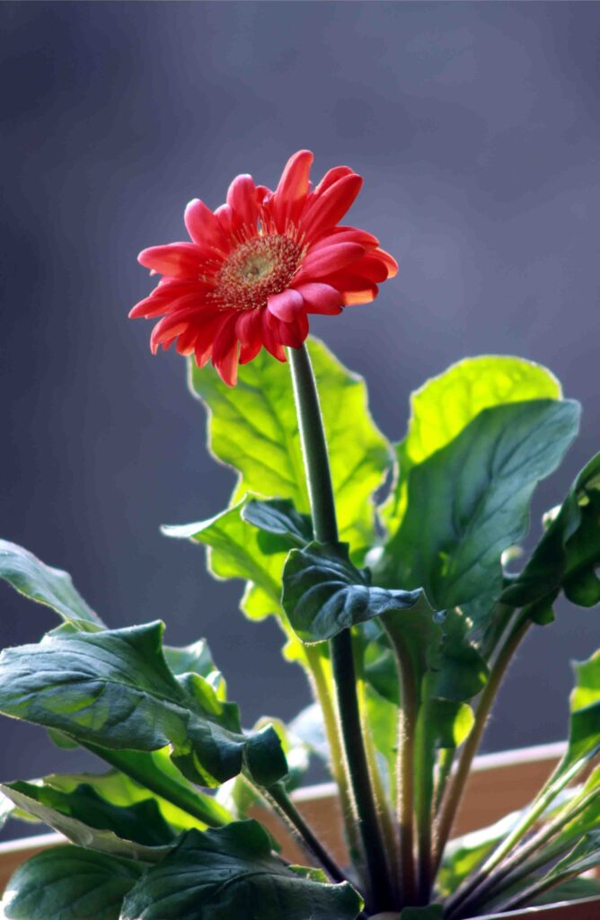 Gerbera z rdečimi cvetovi