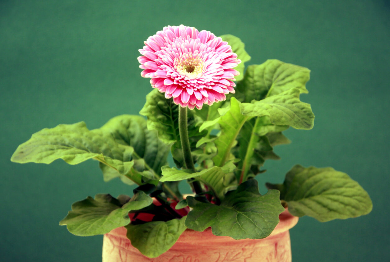 Gerbera z roza cvetovi