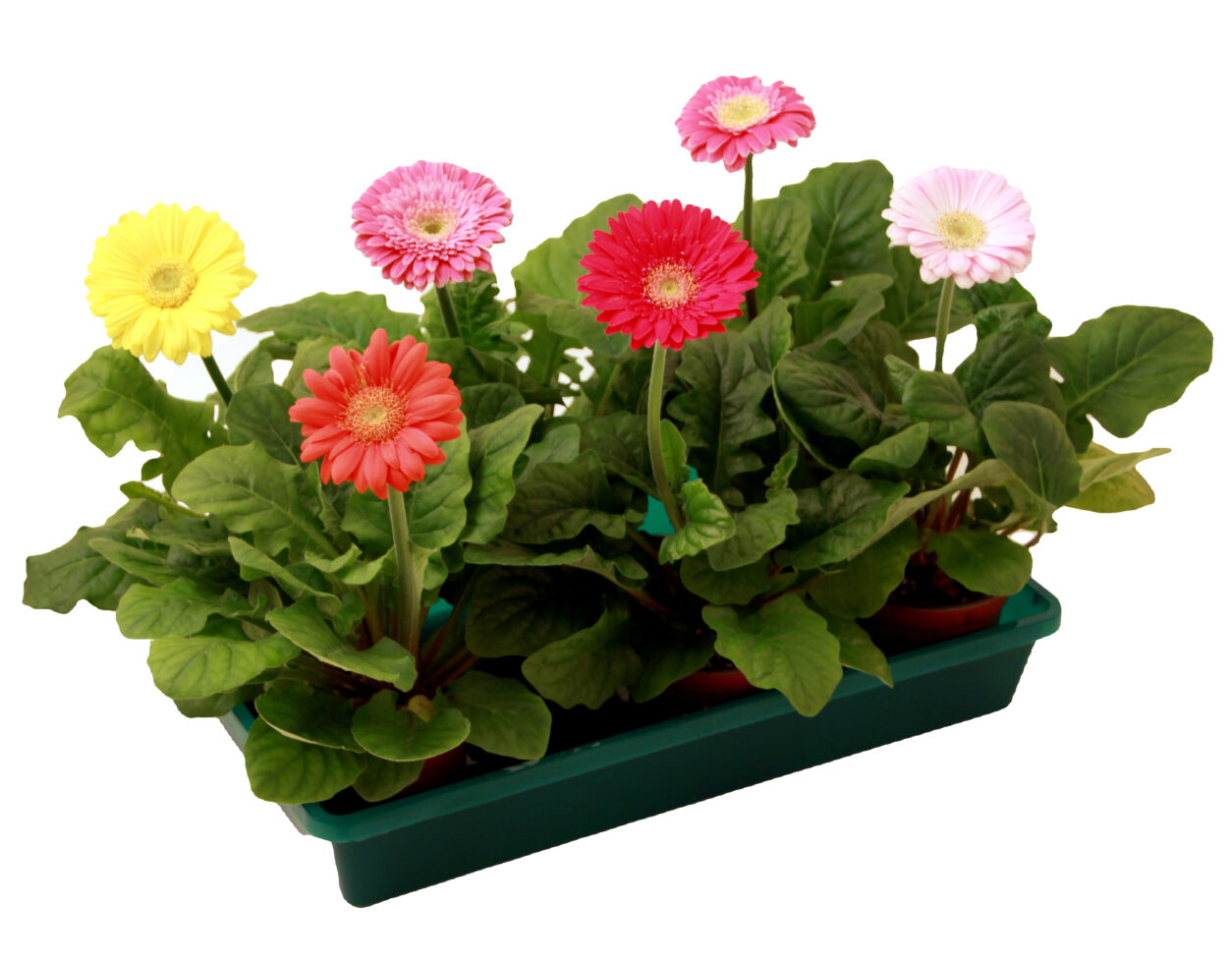 Gerbere pripravljene za presajanje