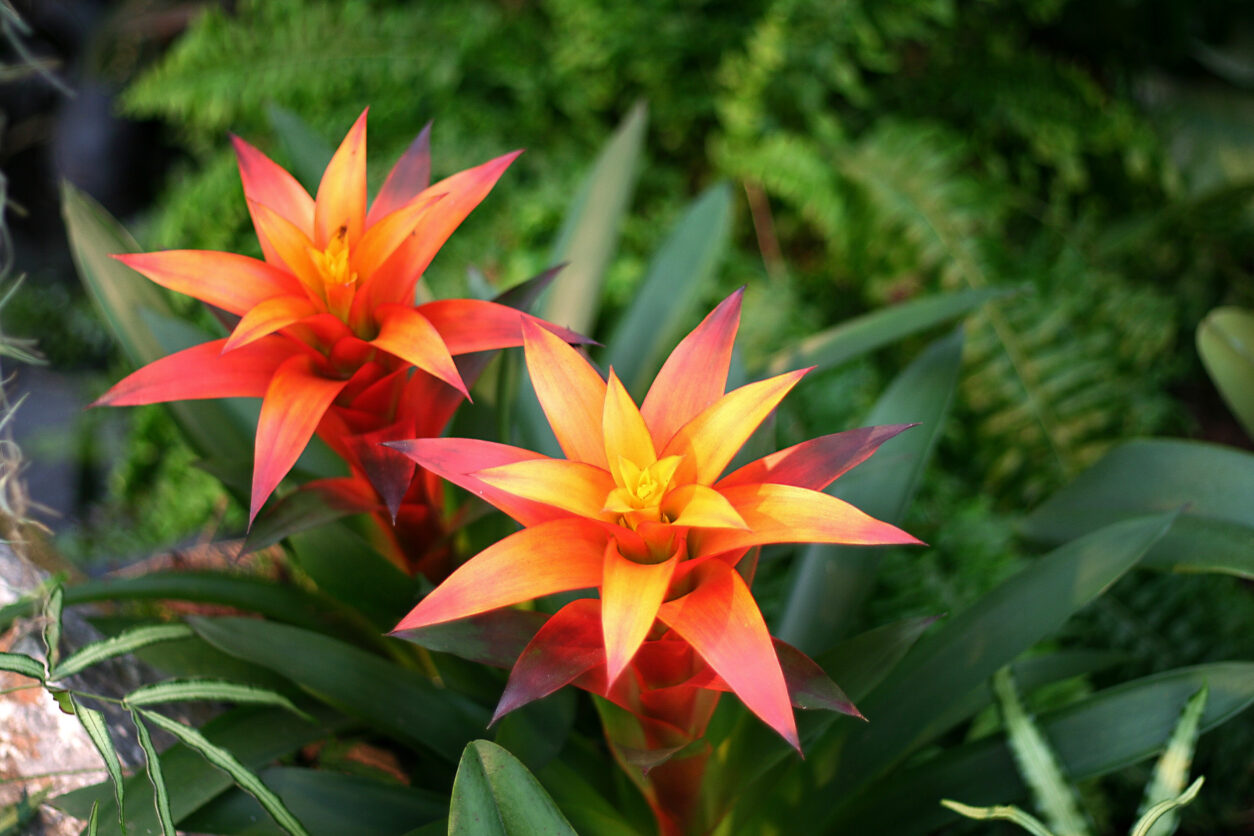 Guzmanija z značilnimi oranžno-rdečimi ovršnimi listi