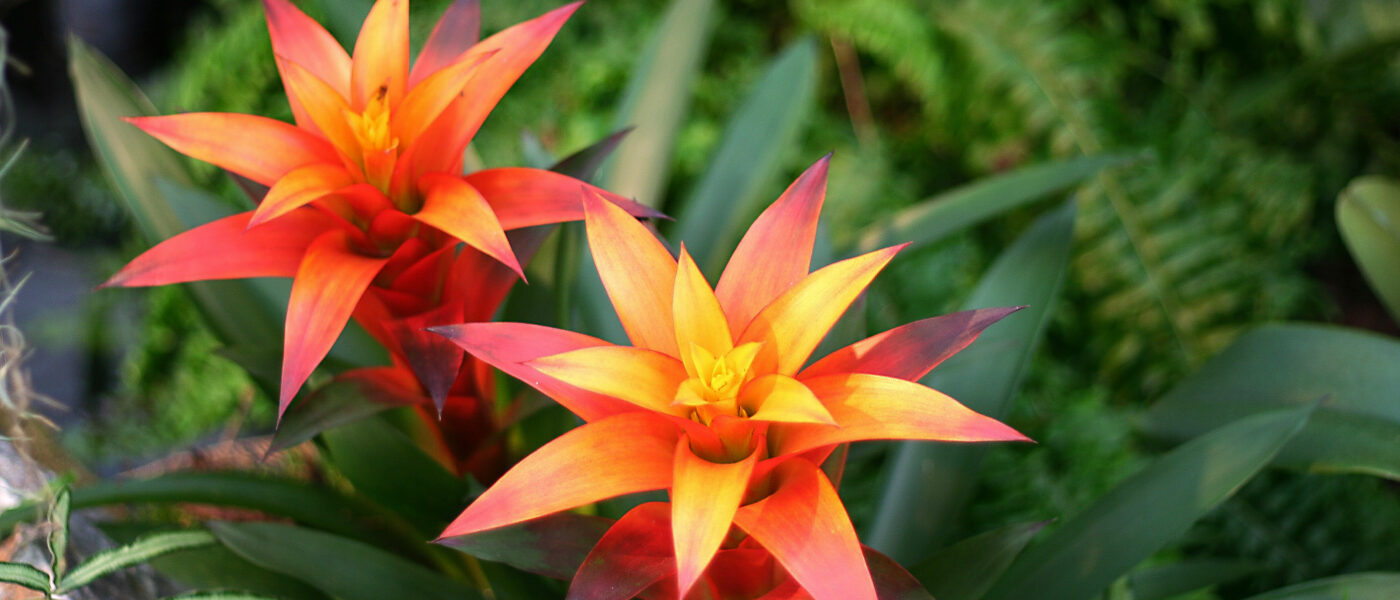 Guzmanija z značilnimi oranžno-rdečimi ovršnimi listi