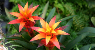 Guzmanija z značilnimi oranžno-rdečimi ovršnimi listi