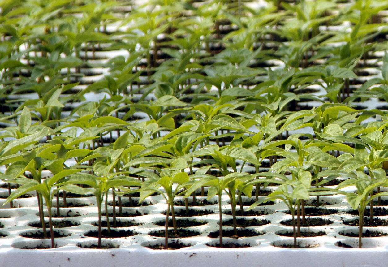 Mladi, enakomerno razviti poganjki paprik in čilijev v setvenih ploščah