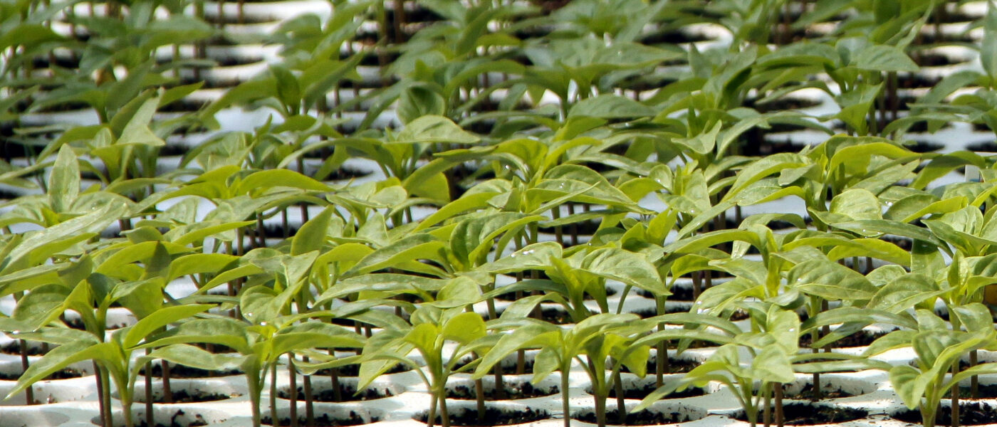 Mladi, enakomerno razviti poganjki paprik in čilijev v setvenih ploščah