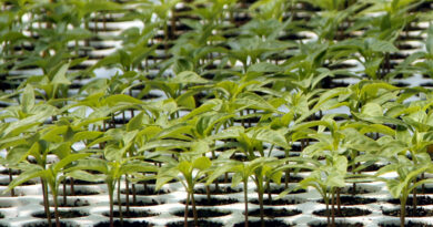 Mladi, enakomerno razviti poganjki paprik in čilijev v setvenih ploščah