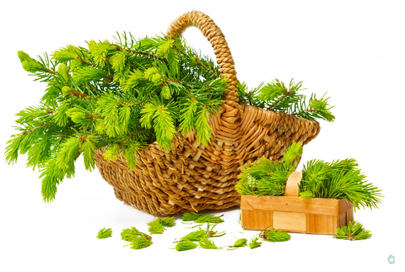 Mladi smrekovi vršički, nabrani spomladi