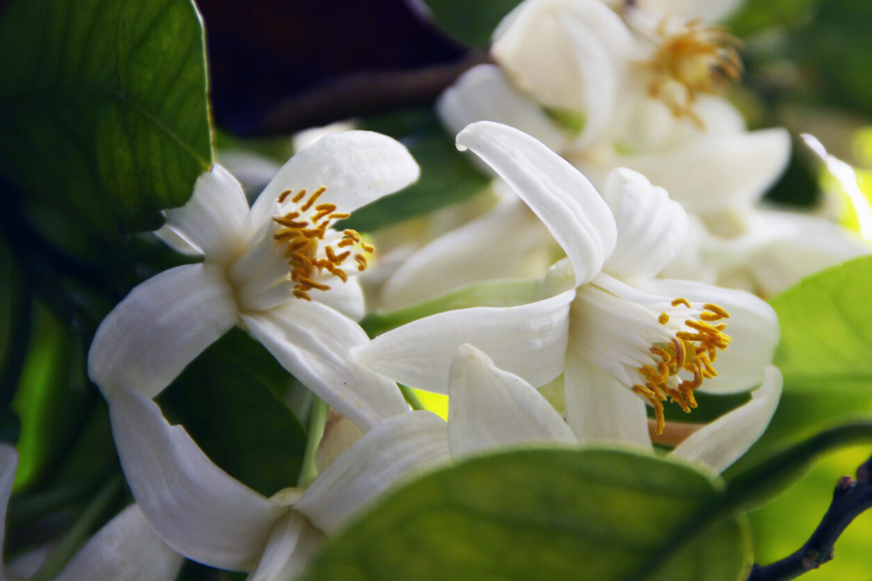 Nežni beli cvetovi limonovca (Citrus × limon)