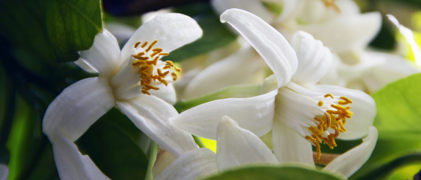 Nežni beli cvetovi limonovca (Citrus × limon)