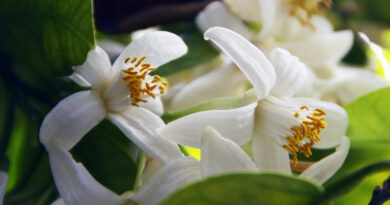 Nežni beli cvetovi limonovca (Citrus × limon)