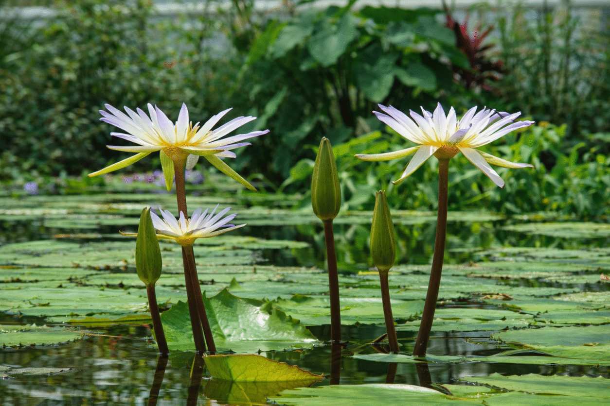 Nymphaea × daubeniana – tropski lokvanj