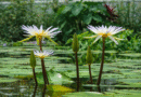 Nymphaea × daubeniana – tropski lokvanj