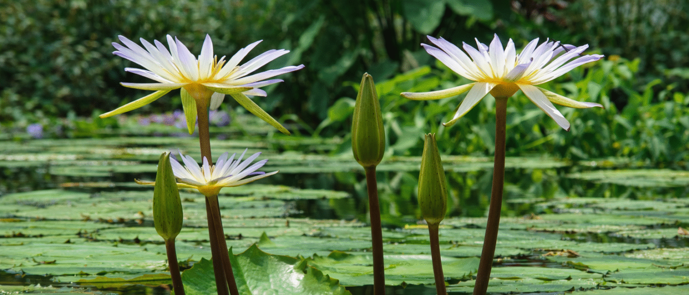 Nymphaea × daubeniana – tropski lokvanj