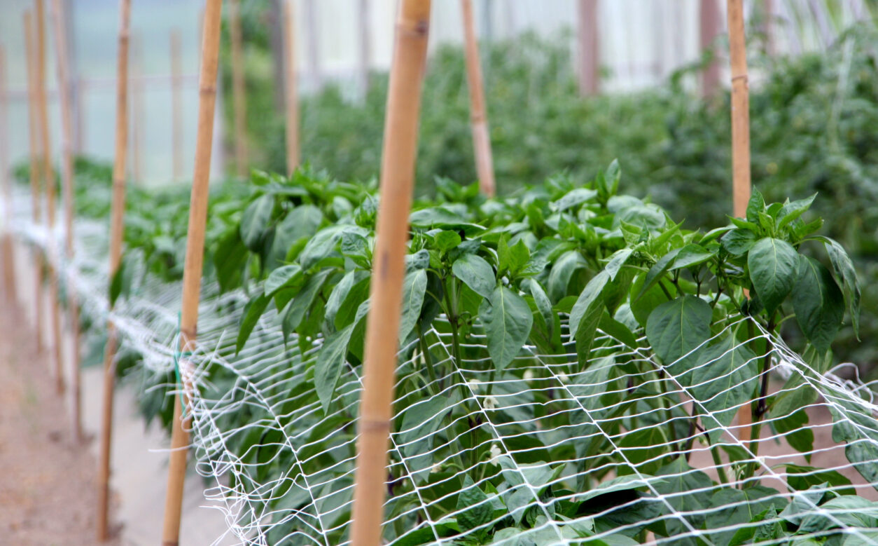 Opora iz bambusovih palic in PVC-mreže omogoča stabilno rast paprike