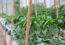 Opora iz bambusovih palic in PVC-mreže omogoča stabilno rast paprike