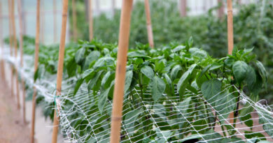 Opora iz bambusovih palic in PVC-mreže omogoča stabilno rast paprike