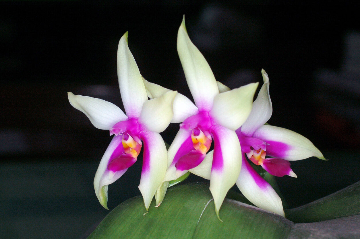 Phalaenopsis sp. (botanični tip) (Phalaenopsis bellina)