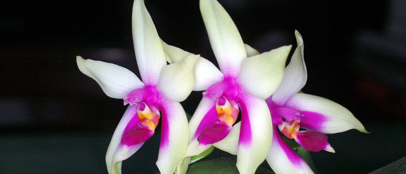 Phalaenopsis sp. (botanični tip) (Phalaenopsis bellina)