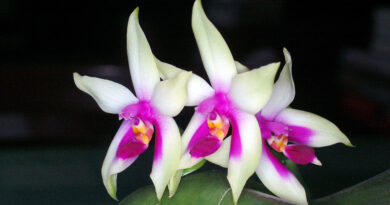 Phalaenopsis sp. (botanični tip) (Phalaenopsis bellina)