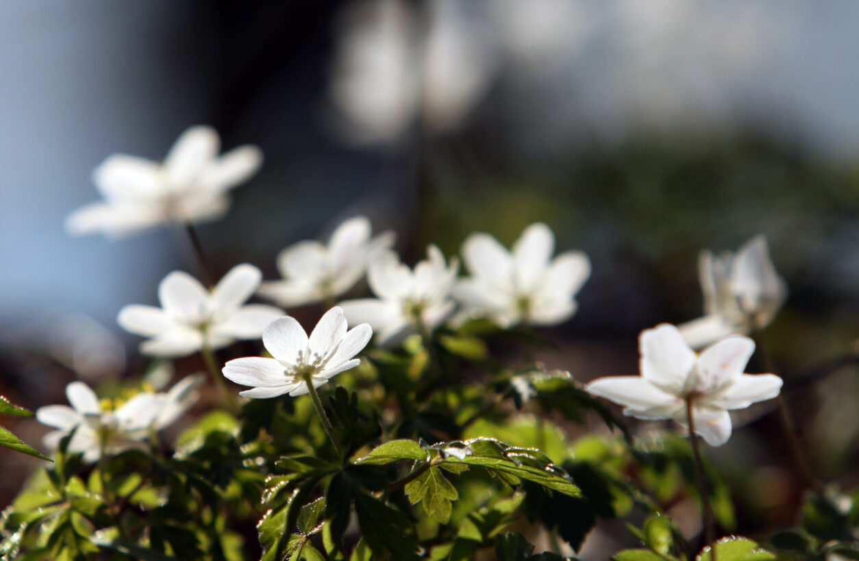 Podlesna vetrnica (Anemone nemorosa) v polnem razcvetu