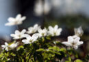 Podlesna vetrnica (Anemone nemorosa) v polnem razcvetu