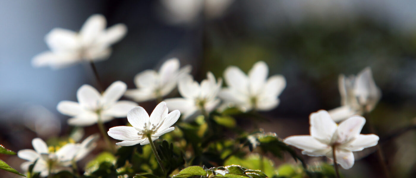 Podlesna vetrnica (Anemone nemorosa) v polnem razcvetu