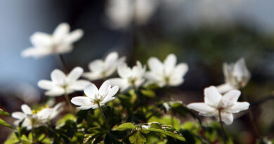 Podlesna vetrnica (Anemone nemorosa) v polnem razcvetu