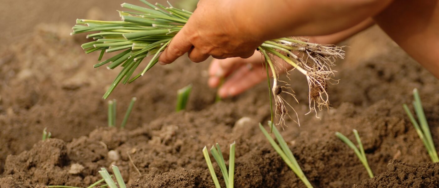 Presajanje mladih sadik pora v pripravljeno vrtno gredo