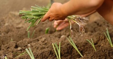 Presajanje mladih sadik pora v pripravljeno vrtno gredo