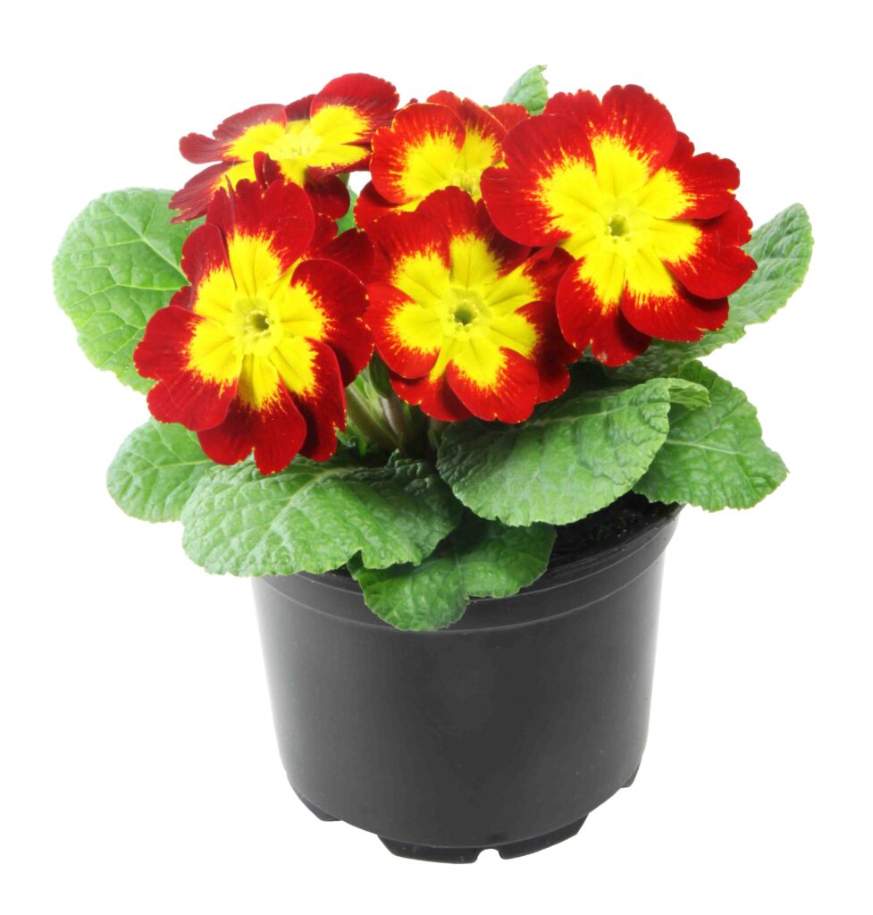 Dvobarvna primula z rumeno sredico in rdečim robom