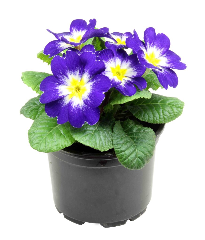 Primula ali jeglič z dvobarvnimi cvetovi