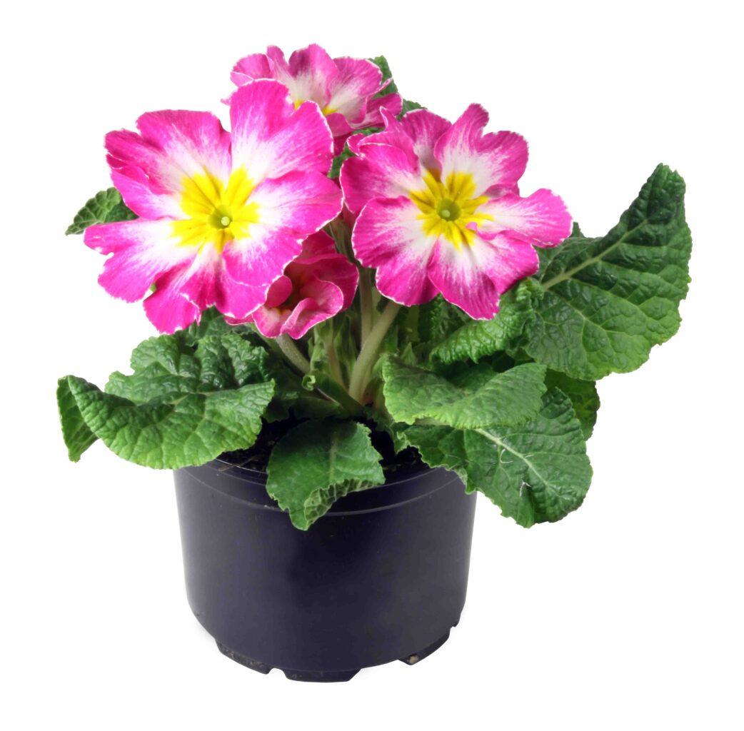 Primula v rahlo vijolični barvi cvetov