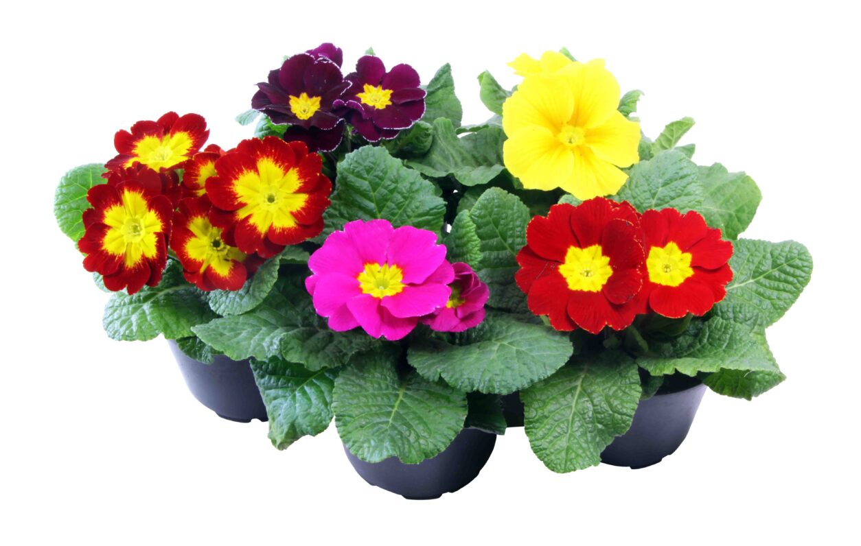 Barvite primule (jegliči) v lončkih