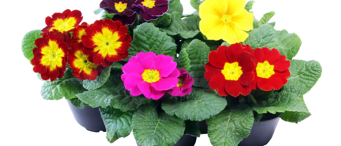 Barvite primule (jegliči) v lončkih