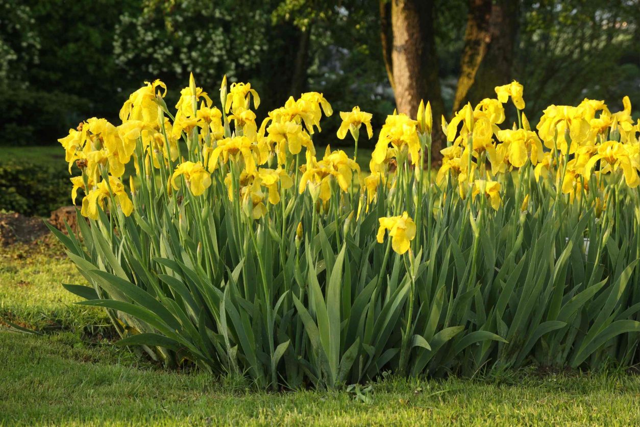 Rumena močvirska perunika (Iris pseudacorus) je trpežna obvodna trajnica