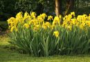 Rumena močvirska perunika (Iris pseudacorus) je trpežna obvodna trajnica