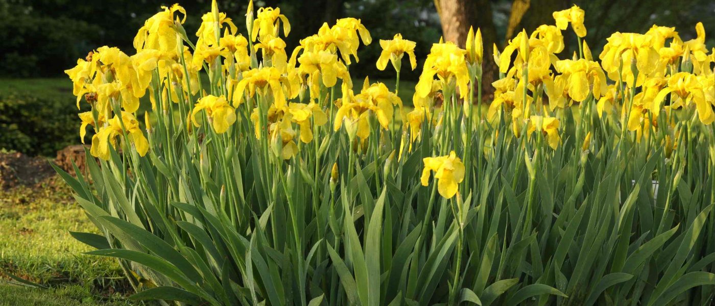 Rumena močvirska perunika (Iris pseudacorus) je trpežna obvodna trajnica