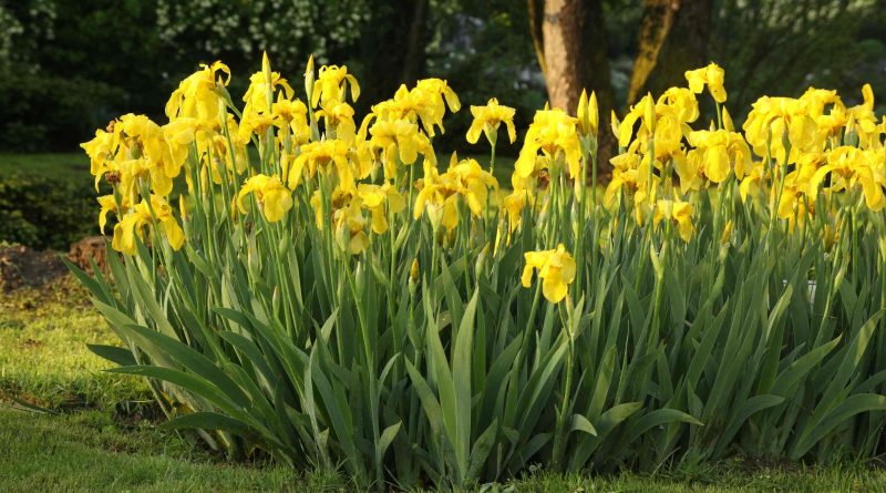 Rumena močvirska perunika (Iris pseudacorus) je trpežna obvodna trajnica