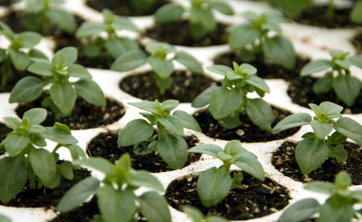 Sejančki drobnolistne bazilike so kompaktni in gosti