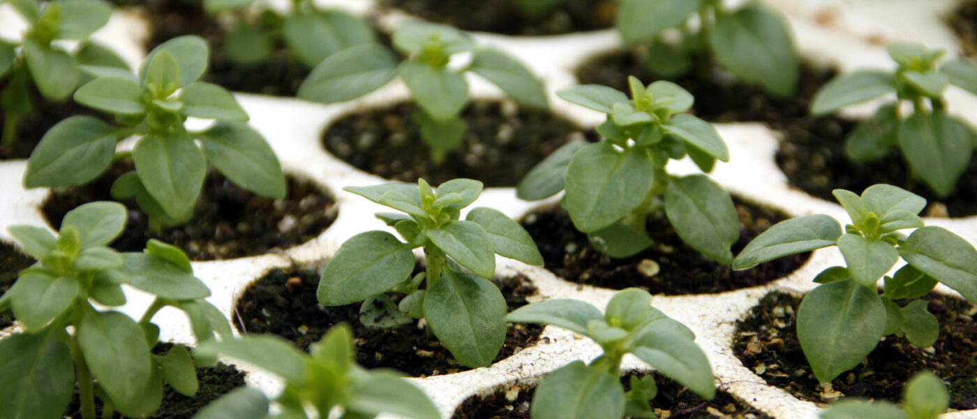 Sejančki drobnolistne bazilike so kompaktni in gosti