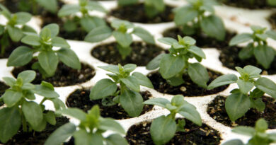 Sejančki drobnolistne bazilike so kompaktni in gosti