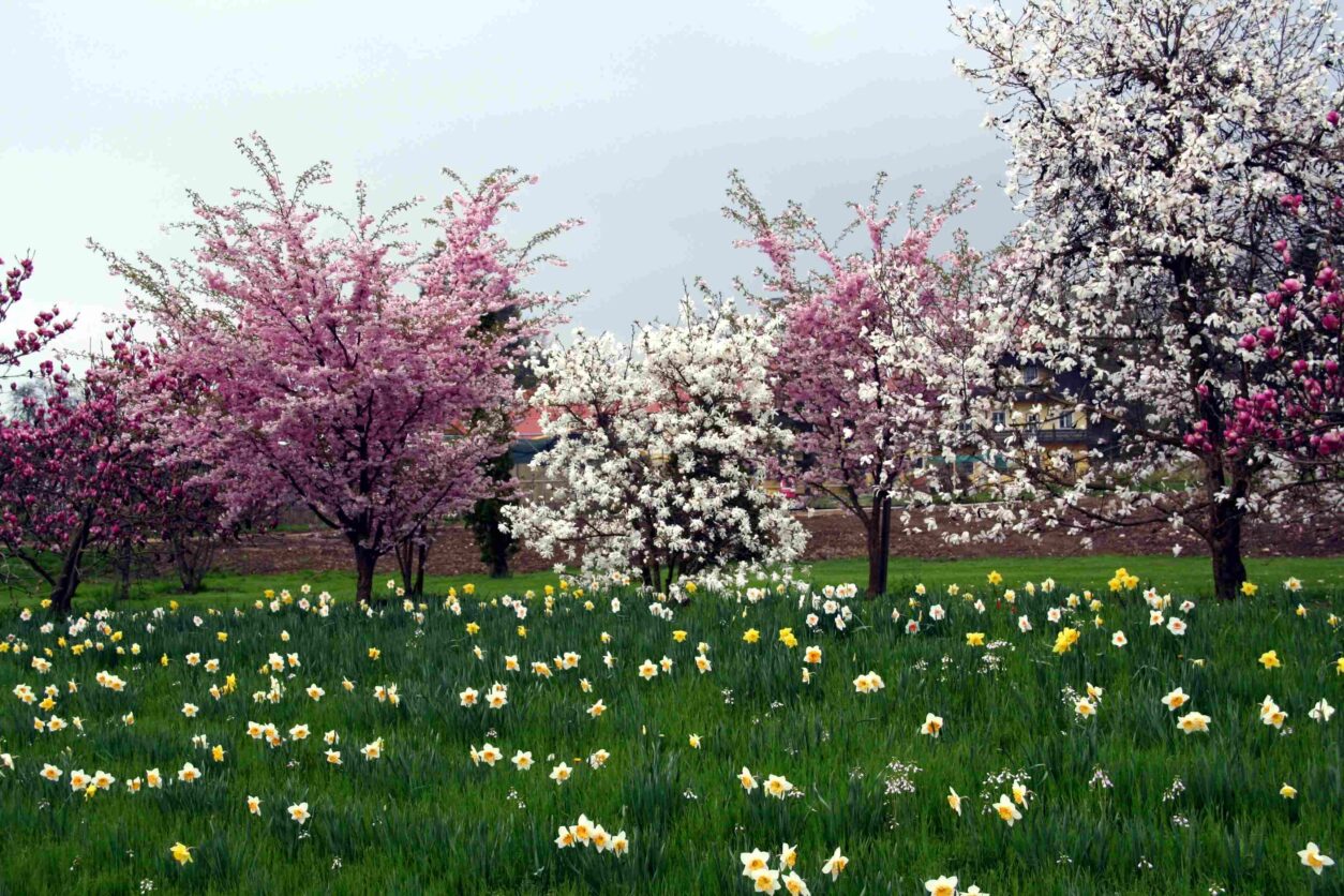 Spomladi cvetoča drevesa – magnolije in okrasne češnje