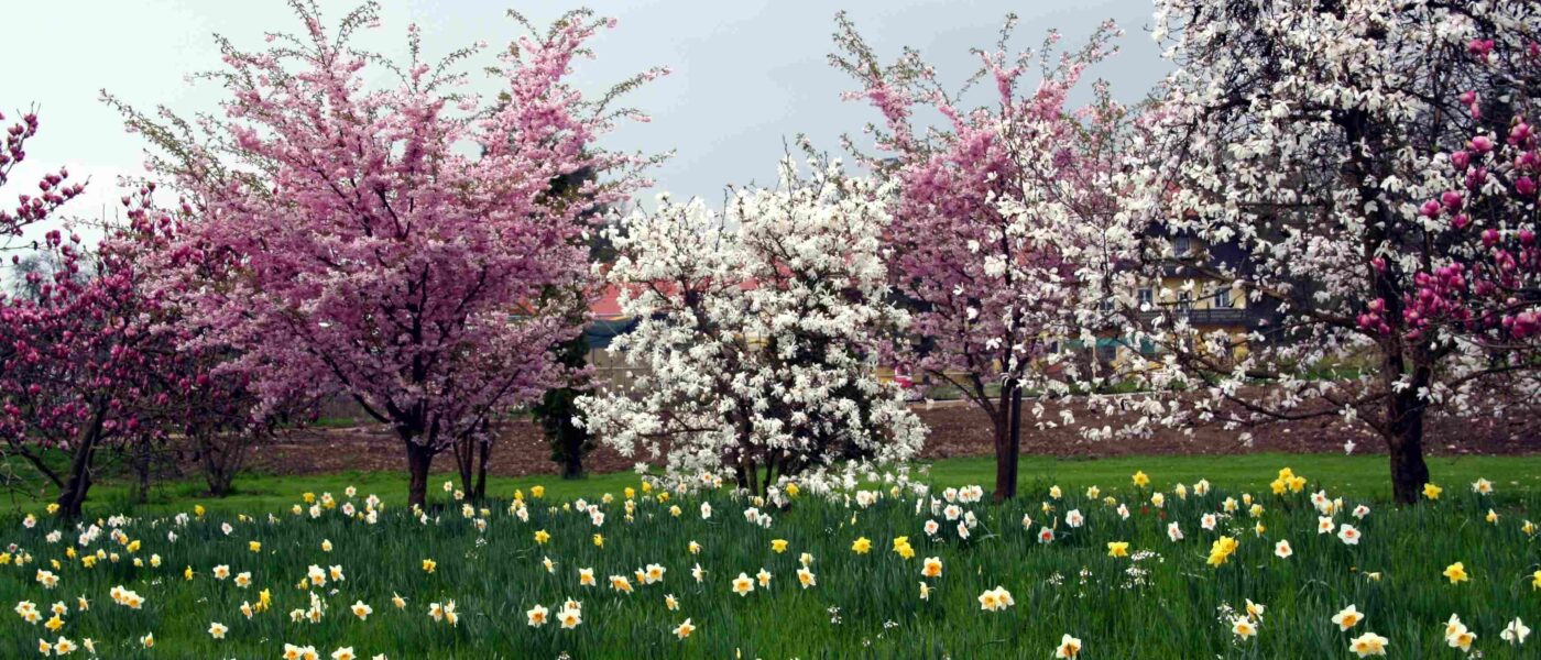 Spomladi cvetoča drevesa – magnolije in okrasne češnje