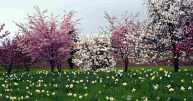 Spomladi cvetoča drevesa – magnolije in okrasne češnje