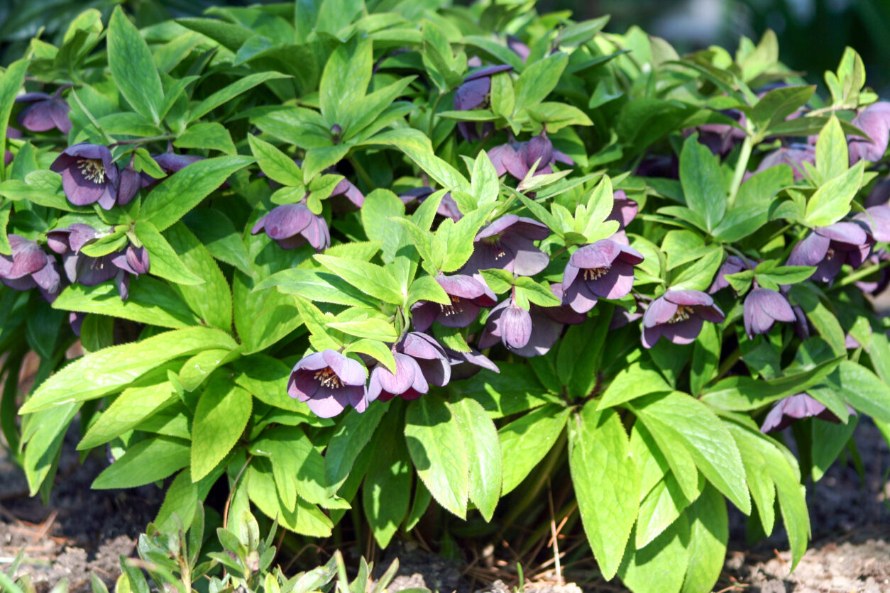 Vzhodni teloh (Helleborus orientalis) ali vrtni križanec iz skupine Helleborus x hybridus z zelo temno vijoličnimi cvetovi