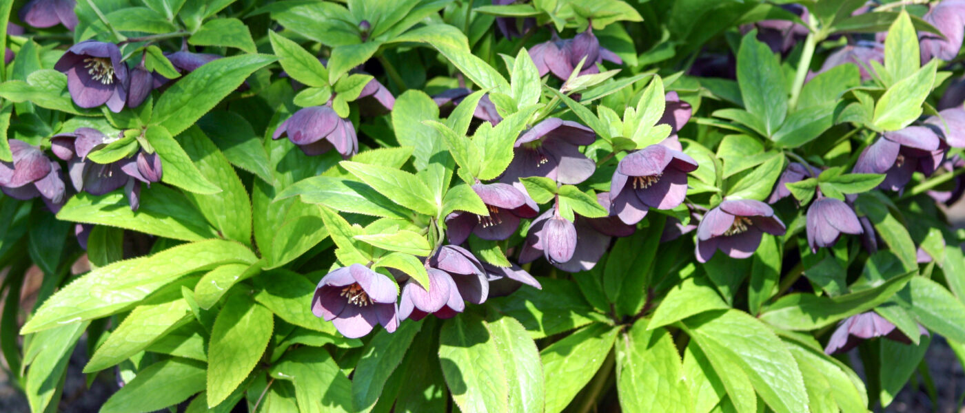 Vzhodni teloh (Helleborus orientalis) ali vrtni križanec iz skupine Helleborus x hybridus z zelo temno vijoličnimi cvetovi