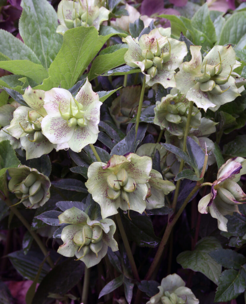 Teloh ‘Mrs. Betty Ranicar’ – prefinjena sorta vzhodnega teloha