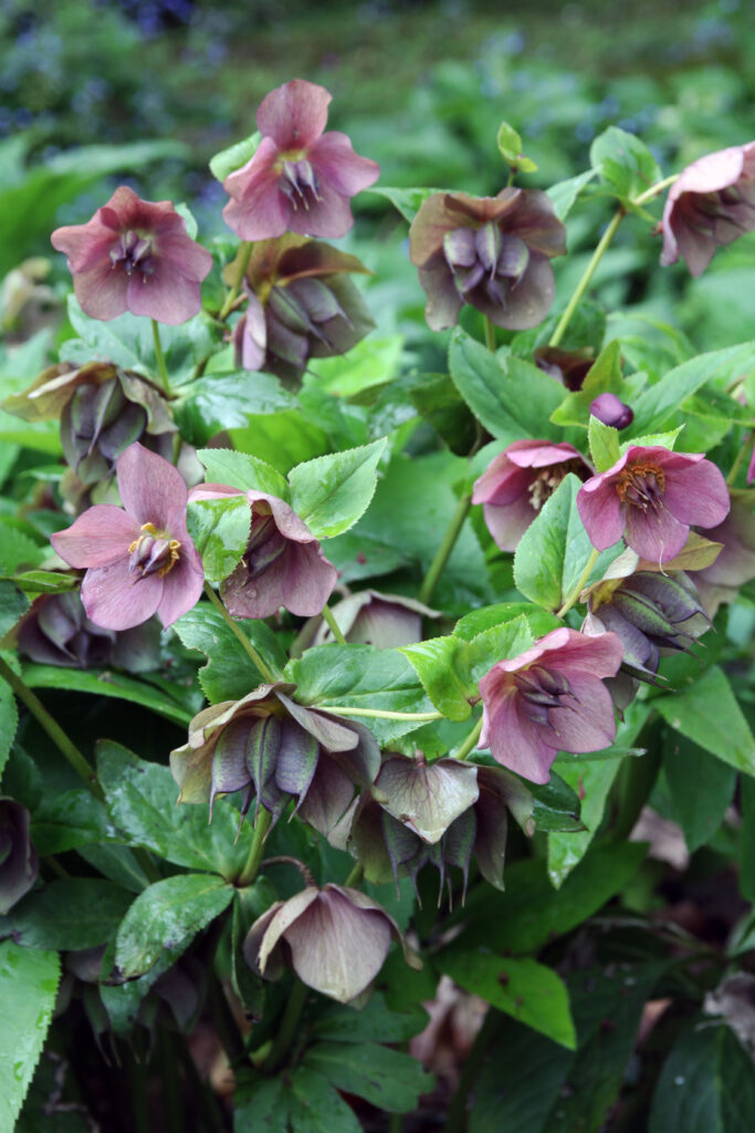 Teloh ‘Pink Lady’ – rožnato obarvani cvetovi zgodnje pomladi